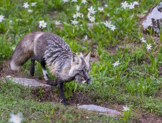 Cascade Red Fox with Fresh Kill