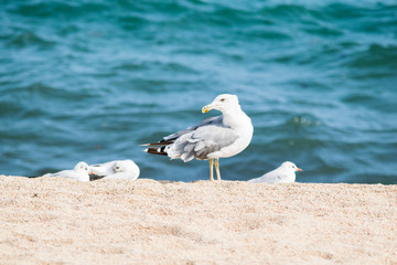 Seagull on the sandy beach, sea on background