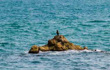 Fototapeta premium Great cormorant sitting on a rock in sea, Blanes, Spain. Loneliness