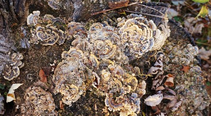 Many Zoned Polypore (Turkey Tail) fuingus on rotting stump
