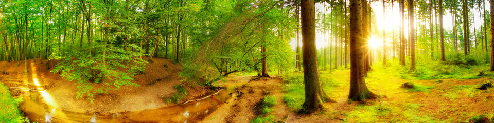 Fototapeta na wymiar Beautiful sunrise in an idyllic forest with brook