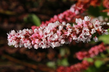 "Himalayan Bistort" flower (or Fleece Flower, Knotweed) in St. Gallen, Switzerland. Its Latin name is Polygonum Affine (Syn Persicaria Affinis or Bistorta Affinis), native to Nepal.