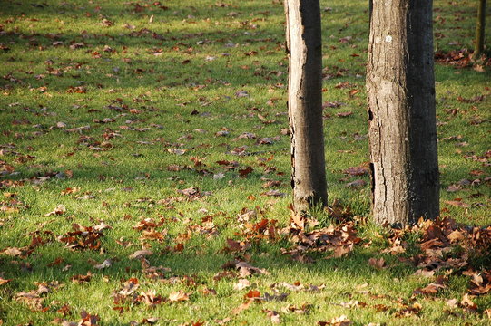 Green grass in a park with yellow leaves in autumn.