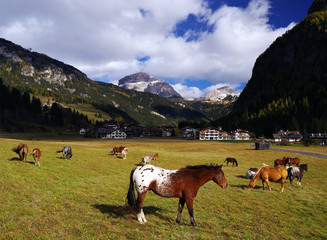 Fototapeta premium Horses in the Dolomites, Italy, Europe