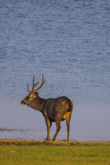 Fototapeta premium Deer by the Kabini River