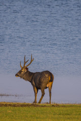 Deer by the Kabini River