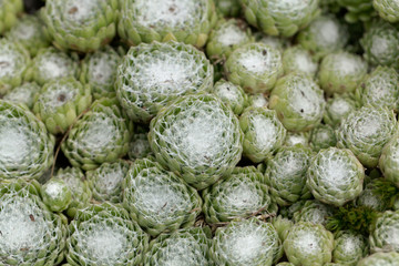 Leaves of a cobweb house leek, Sempervivum arachnoideum