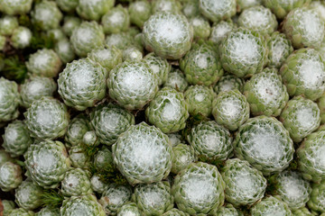 Leaves of a cobweb house leek, Sempervivum arachnoideum