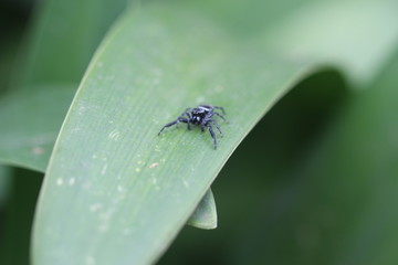 araña