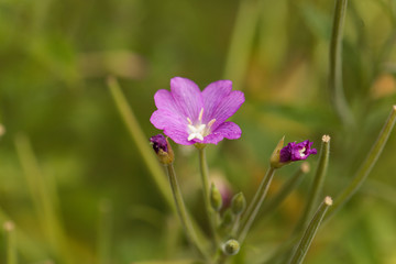 Fototapeta premium Great willowherb, Epilobium hirsutum