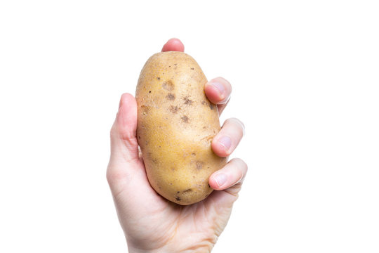 Holding a potato in the hand on white background