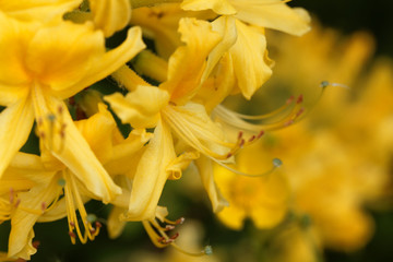 Yellow azalea (Rhododendron luteum)