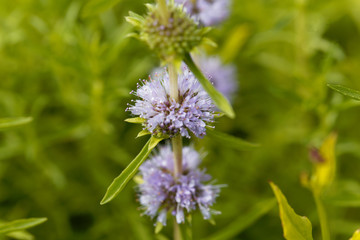Flowers of a Harts pennyroyal