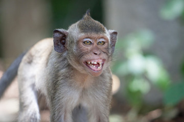 可愛いサル