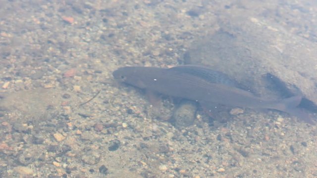 Gorgeous grayling fin like sail on pebbly bottom of river and lot of caddis flies over water
