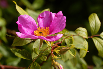 Carolina rose, Rosa carolina