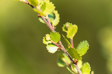 Dwarf birch (Betula nana)