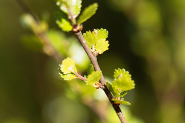 Dwarf birch (Betula nana)