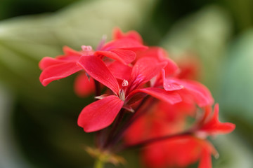 Geranium hybrid of Pelargonium peltatum