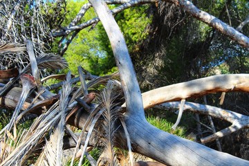 Tree trunks and green vegetation in the forest