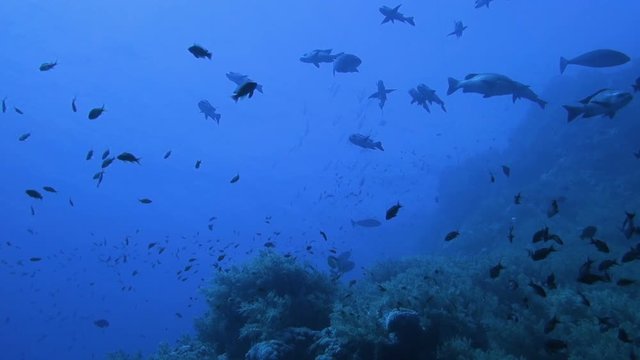 School of tropical predatory fish &mdash; black snapper in deep blue water, Red sea, Egypt. Full HD underwater footage.