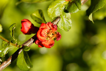 Maules quince (Chaenomeles japonica)