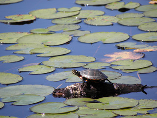 Painted Pond Turtle