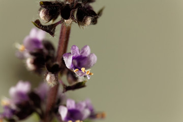 Flower of a blue basil plant