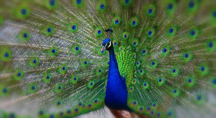 Obraz premium peacock,Pavo cristatus