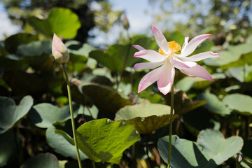 close up lotus flower of vaipahi tropical garden