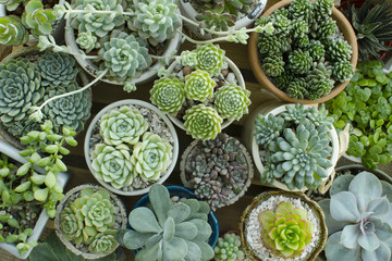 Various of Houseplant Flowering Succulent plant pots background top view