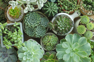 Various of Houseplant Flowering Succulent plant pots background top view - Powered by Adobe