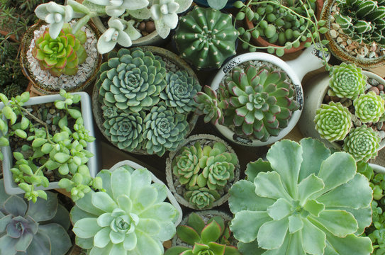 Various of Houseplant Flowering Succulent plant pots background top view