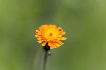 Orange hawkweed (Pilosella aurantiaca)