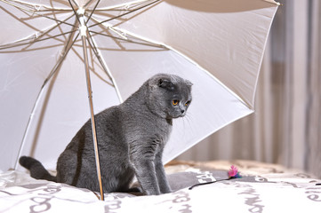 scottish fold gatto grigio