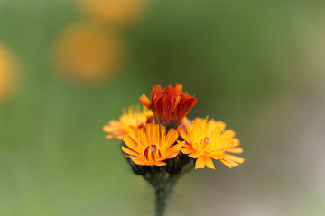 Orange hawkweed (Pilosella aurantiaca)