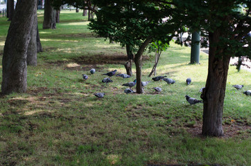鳩の集まる公園