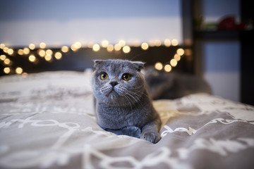 scottish fold gatto grigio