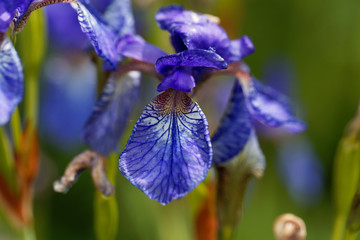 Siberian iris (Iris sibirica)