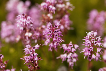 Spike heath (Bruckenthalia spiculifolia)