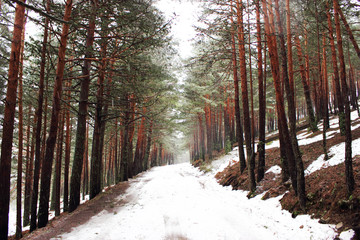 Paisaje con nieve