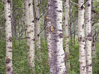 Focus Stacked Image of a Grove of Aspen Trees In Waterton National Park, Canada