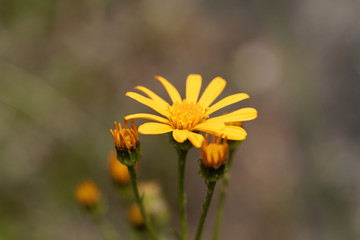 Flower of the Ragwort Jacobaea abrotanifolia