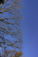 vertical lined up tree branches