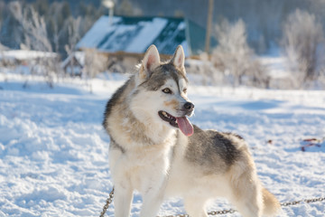 Huskies. Riding haskiya in the winter.