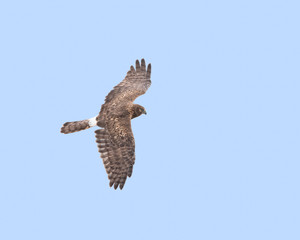 Northern Harrier