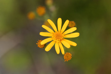 Fototapeta premium Flower of the Ragwort Jacobaea abrotanifolia