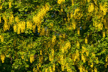 yellow flower curtain
