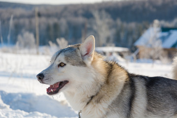 Huskies. Riding haskiya in the winter.