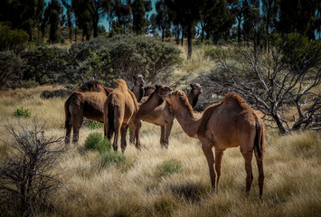 Feral Camels